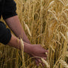 Local And UK Grown Flours