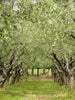 Shipton Mill 500ml Cold Pressed Organic Olive Oil- 500ml